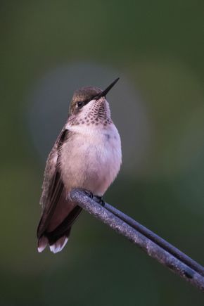 Close up of a juvenile male ruby throated hummer. You'll notice that his throat is developing the feathers which will soon become iridescent ruby red. 