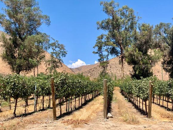 Santa Rita, the second of winery we did on our own, which is 45 minutes south of Santiago. Thank goodness Uber was cheap, just $35 each way for the four of us!

This winery had armed guards at the beginning of the long driveway and in the parking lot. When I asked someone why that was necessary, he said, “This is Chile…” 

This winery also had a pre-Columbian art museum, a wine shop/tasting room, 2 restaurants, and a charming old hotel with gardens.
