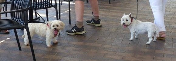 Happy dogs