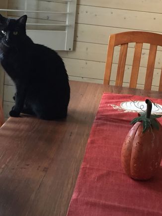 I hope this posts too. You asked for it Florida. Meet Ink. My very own living, purring Halloween decor. 