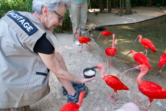 Feeding Scarlet Ibis