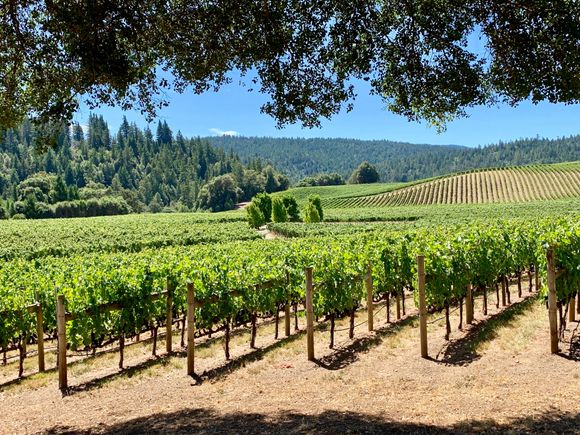 View from the picnic table. Anderson Valley is very pretty. 