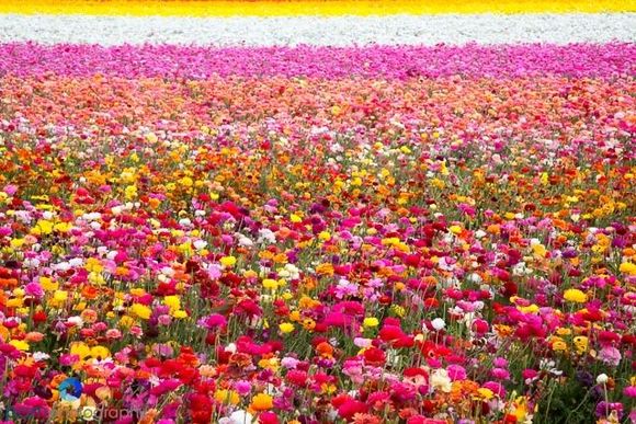 Carlsbad flower fields