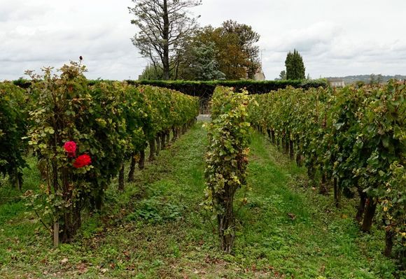 The rose is to alert the winemaker if there is any mildew or other diseases in the area because the rose will get it first.