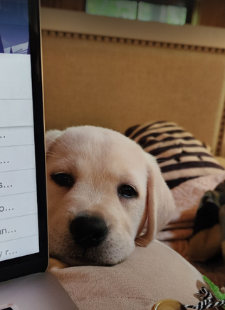 Puppy Cora, two years ago.