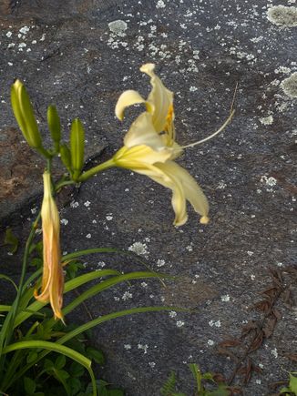 Here’s an early bloomer day lilly, , in many phases at once. I like it against the lichen on our stone work.