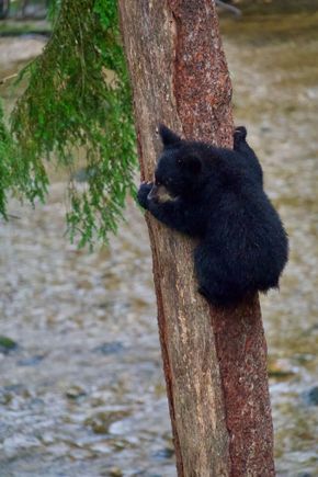 Cute cub