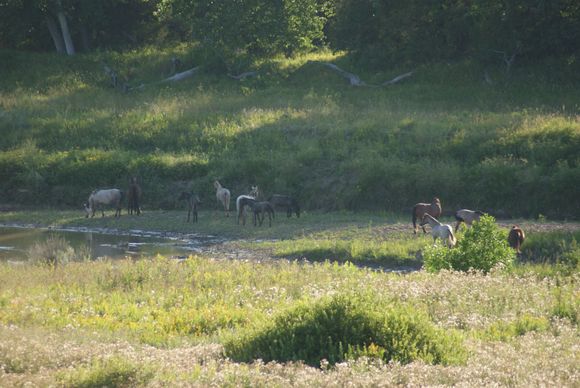 wild horses in Teddy Roosevelt Park