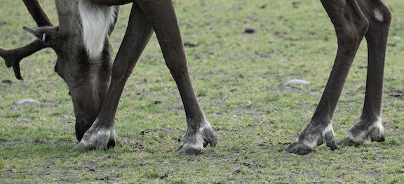Alaska Wildlife Conservation Center - close-up of the hooves!