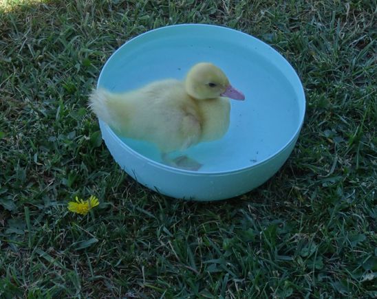 The duckling 