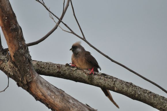The Speckled Mousebird