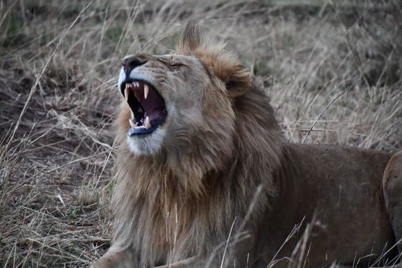 He is actually yawning and not roaring.