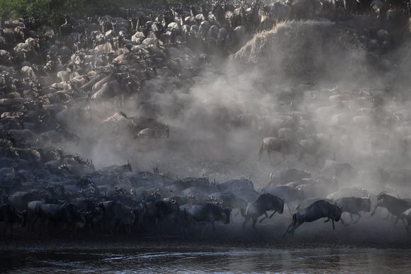 Great Migration Mara River crossing: Tanzania