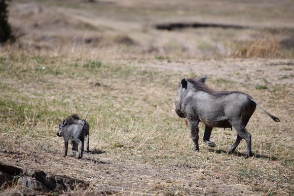 Warthog family