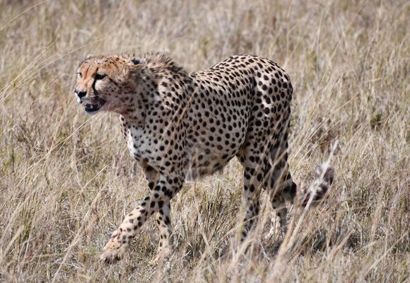 Face-off with the hyena?