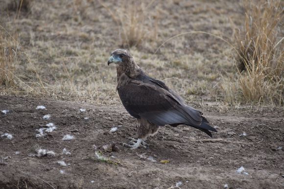 Surrounded by just the remaining bits of his prey.