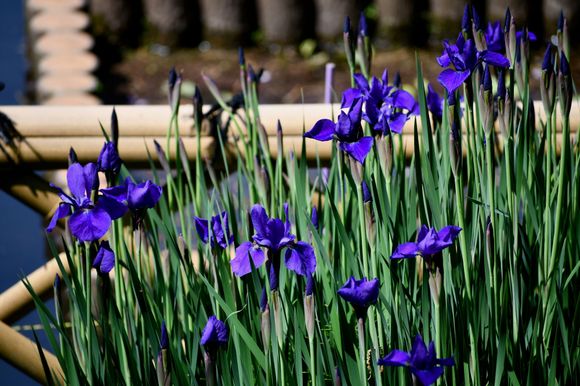 Vivid iris in full blook at Ryoanji