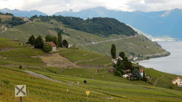 Lavaux vineyards