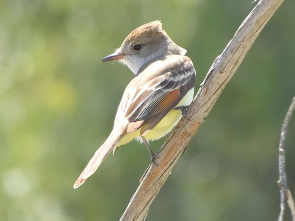 Ash-throated Flycatcher
