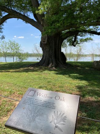 350-year-old Willow oak at the back of the house by the bank of James River 