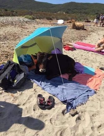 A Retinto cow sunbathing on Bolonia beach.