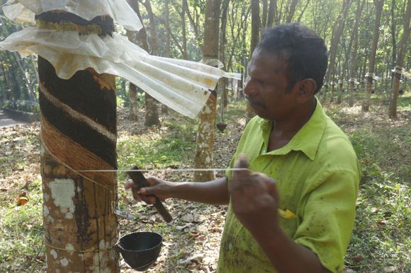 Worker on estate harvesting the rubber