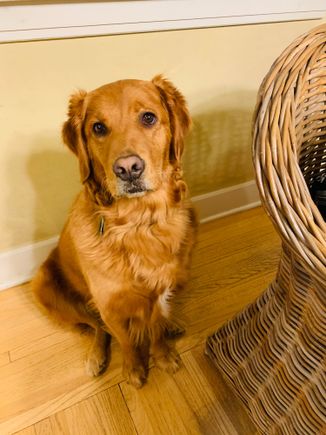 Molly, hoping for leftover bratwurst. 