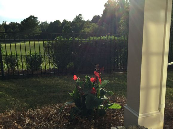 
From patio.  Dead bushes removed and two new ones replace.  In October big bushes will be trimmed down another 8” or so. 