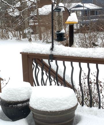 At least the birds are well fed.