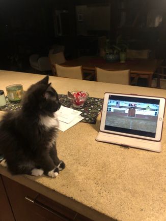 Waiting for Sofia to come on the screen