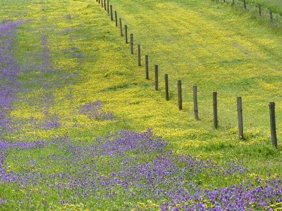 Colourful weeds, farmers curse though