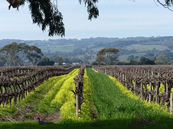 Vineyards