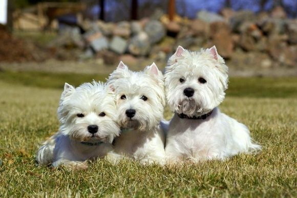 Look how well Flo,Watson and Barry are behaving.  But no cake for them or they will be running around in circles.!!