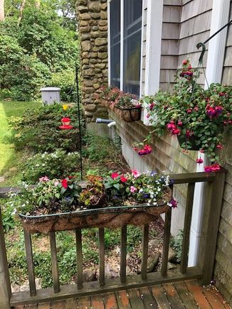 I had a hard time finding the fuchsias this year. 