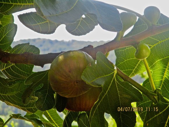 Some figs, eh? Big as baseballs!