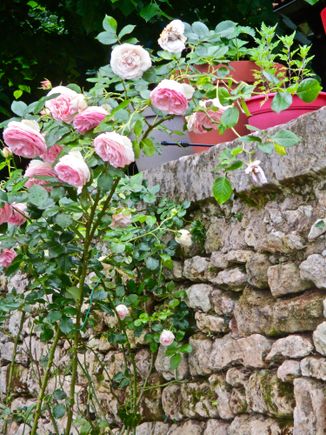 My favorite rose bush