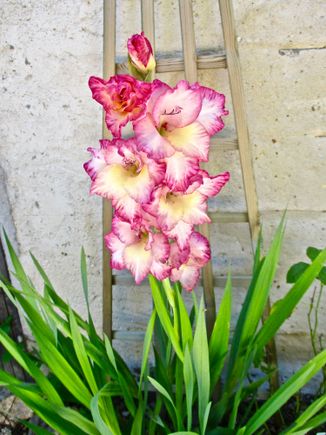 Gladiolus love it here