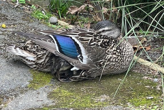 Look closely - you can see mama is protecting a couple of babies under her wing