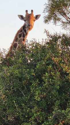 Not a bird but the next photo on the roll 