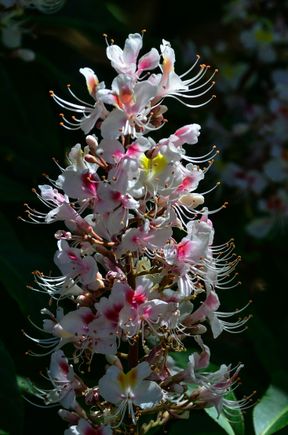 Verbascum Chaxii 'Album'', a tall, elegant, upright summer perennial located by the Orangery. Its cool, calming white (heraldic name=argent) apparently stands out at night. Its neighbours were the 'Sydney Pearce' trees planted all along the Great Broad Walk borders by Princess Alexandria. She did so in fall 2012 for the Diamond Jubilee. Some incredible irises completed that procession of colour. 