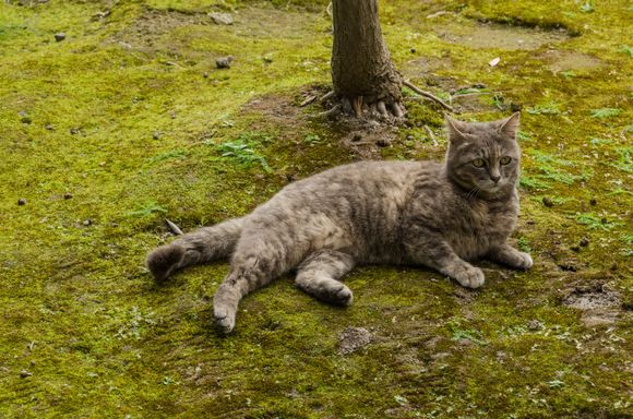 We saw a number of cats up there, but none quite topped this one for having a mysterious aura. It relaxed as though it owned that green space.