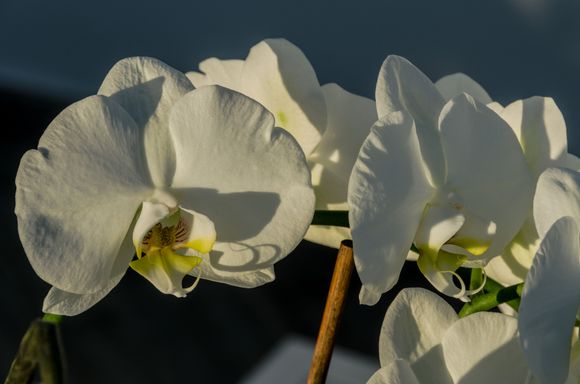 Ischia 'the Green Isle' has 6 thermal gardens. We were counting on a visit to a private one out by Forio, but at the last minute the owner decided to close shop til may. Well-tended serra orchids near the ramp and the fountain with 4 pools. 