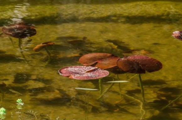 Waterlilies of various sorts were floating about. Some tiny white ones were in bloom. 