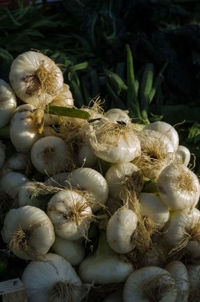 The garlic was tasty. We used it as self-caterers. My wife and I only ate out a few times. At the popular restaurant 'Giardiniello', we chanced across a fellow diner, a noted American soccer coach. He'd retired after a successful career at a major university, to spend his winters in Minori. He was quick to point out just how inexpensive long-term rentals can be in peripheral places like Maori, the workaday town just south of Minori.