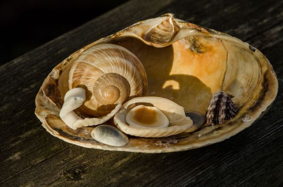 Monsieur escargot poses along with his maritime friends.