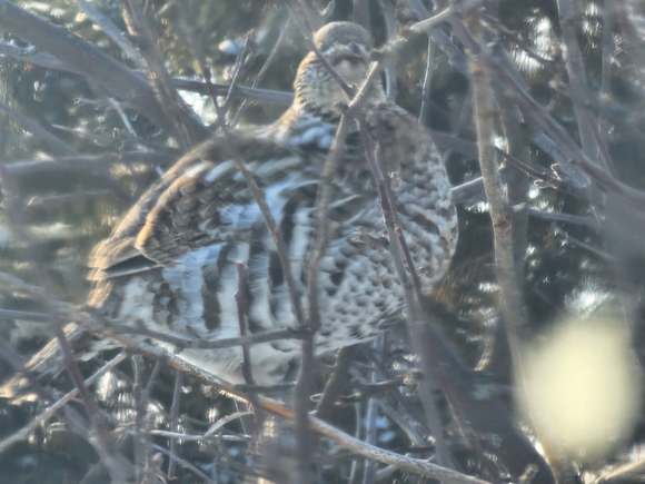 Ruffed Grouse in the  bush during park walk this afternoon.