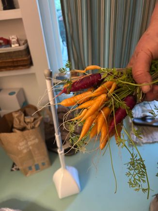Today’s  carrot thinnings.

We ( my wife really) grows much better carrots here than back in MA. 