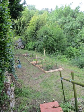 The potager this afternoon