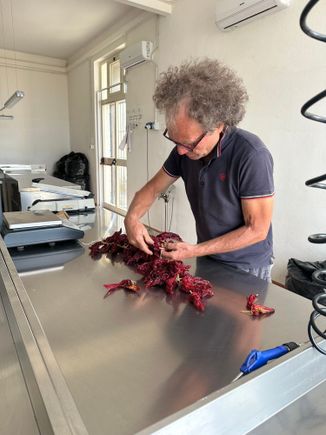 Preparing the peppers for packing...a VERY long process