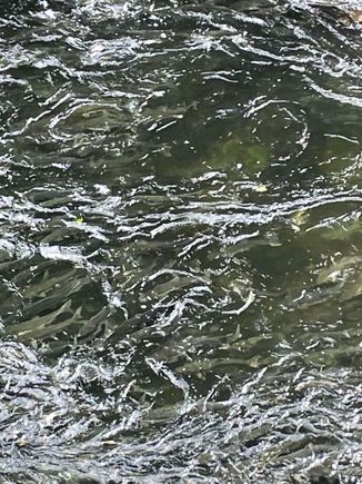 Salmon spawning at Ketchikan